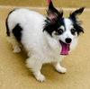 adoptable Dog in  named *APAWLLO