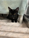 adoptable Cat in derwood, MD named *PISA