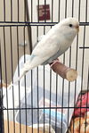 adoptable Bird in derwood, MD named *OURA