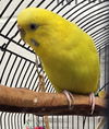 adoptable Bird in derwood, MD named *VENU