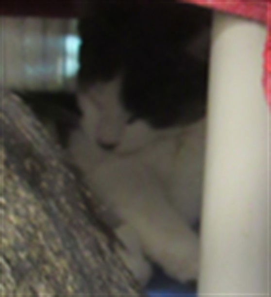 adoptable Cat in Derwood, MD named *PATCH