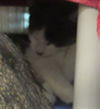 adoptable Cat in  named *PATCH