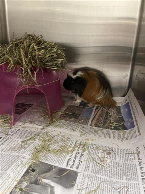 adoptable Guinea Pig in Derwood, MD named *FRAGILE