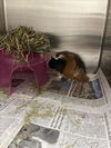 adoptable Guinea Pig in derwood, MD named *FRAGILE