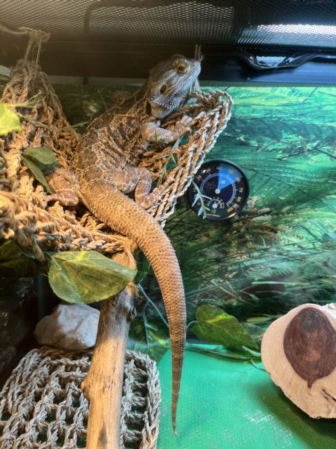 adoptable Lizard in Derwood, MD named MOSHI