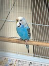 adoptable Bird in derwood, MD named BLUE