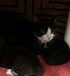 adoptable Cat in derwood, MD named STAR