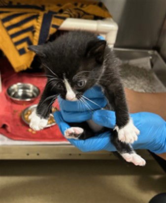 adoptable Cat in Derwood, MD named *KOFFEE