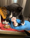 adoptable Cat in derwood, MD named *VEXXIE