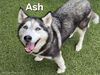 adoptable Dog in  named ASH