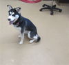 adoptable Dog in derwood, MD named *CECILY