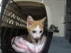 adoptable Cat in ,  named *MILES