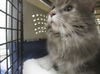 adoptable Cat in derwood, MD named LILY