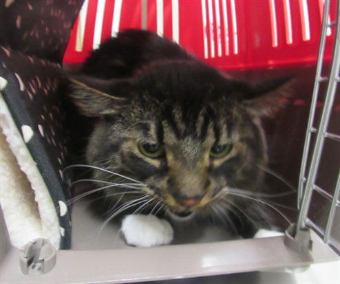 adoptable Cat in Derwood, MD named MUFFIN
