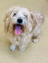 adoptable Dog in derwood, MD named *SALLY