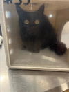 adoptable Cat in derwood, MD named TIA MARIA