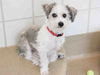 adoptable Dog in derwood, MD named STOLI