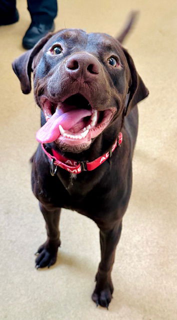 adoptable Dog in Derwood, MD named *MR. GOODBAR
