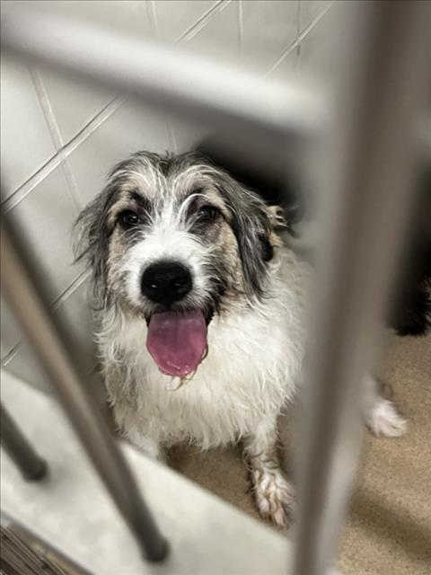 adoptable Dog in Derwood, MD named SNOWHITE