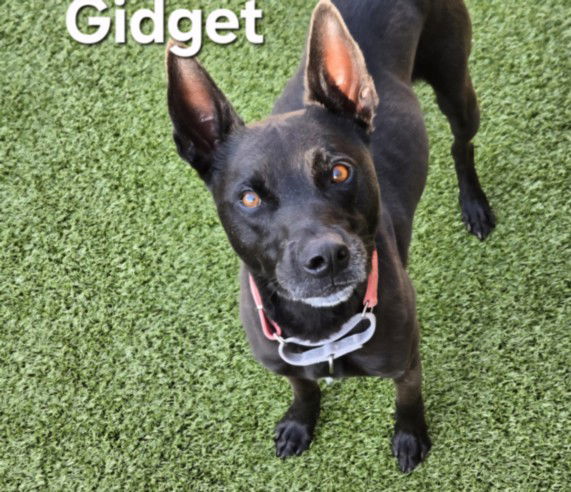 adoptable Dog in Derwood, MD named GIDGET