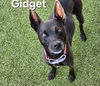 adoptable Dog in derwood, MD named GIDGET