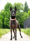 adoptable Dog in  named GIDGET