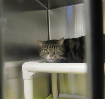 adoptable Cat in Derwood, MD named OMEGA