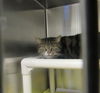 adoptable Cat in  named OMEGA