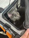 adoptable Cat in  named EAGLE