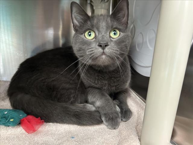adoptable Cat in Derwood, MD named EAGLE