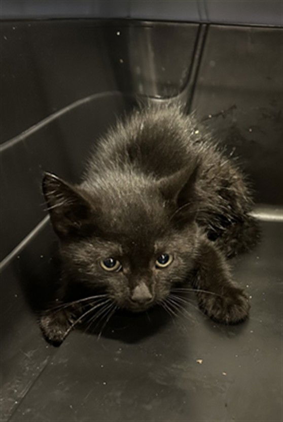 adoptable Cat in Derwood, MD named *MOOSE