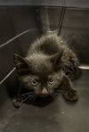 adoptable Cat in  named *MOOSE