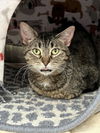 adoptable Cat in  named TABBY