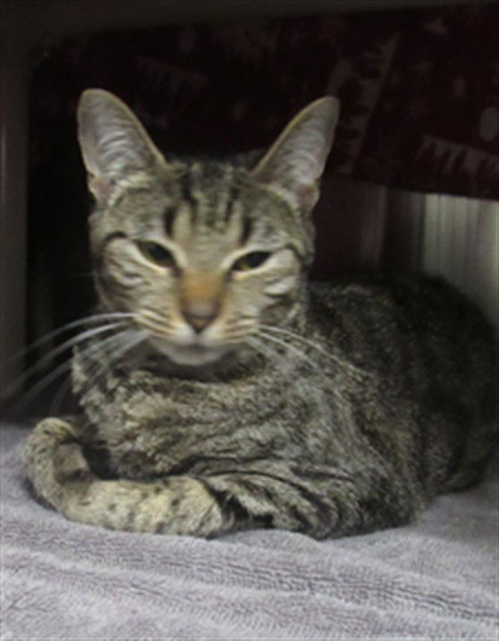 adoptable Cat in Derwood, MD named *HIBISCUS