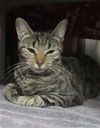 adoptable Cat in  named *HIBISCUS
