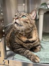adoptable Cat in  named *CINNABON