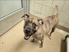 adoptable Dog in  named CLEO