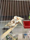 adoptable Bird in  named *PRUE