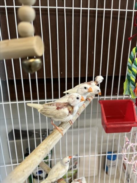 adoptable Bird in Derwood, MD named *DARRYL