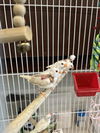 adoptable Bird in derwood, MD named *DARRYL