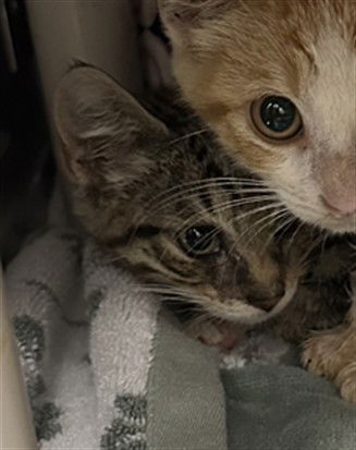 adoptable Cat in Derwood, MD named *CITRINE