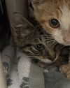 adoptable Cat in derwood, MD named *CITRINE
