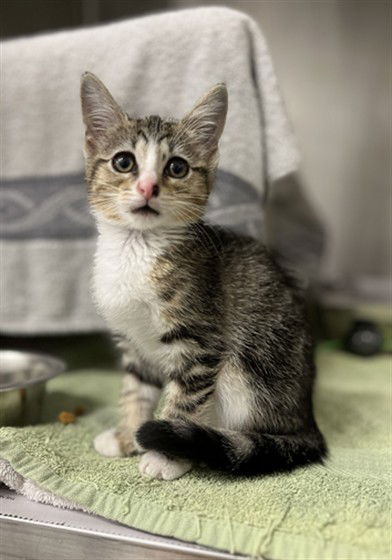 adoptable Cat in Derwood, MD named *DANDELION