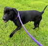 adoptable Dog in  named BOSWELL
