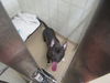adoptable Dog in  named MIDNIGHT