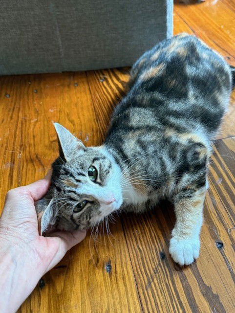 adoptable Cat in Derwood, MD named MIA