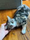 adoptable Cat in  named MIA