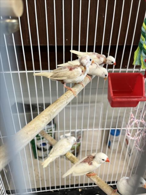 adoptable Bird in Derwood, MD named *PAIGE