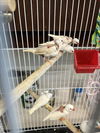 adoptable Bird in  named *PAIGE