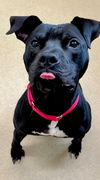 adoptable Dog in  named *BOOMERANG